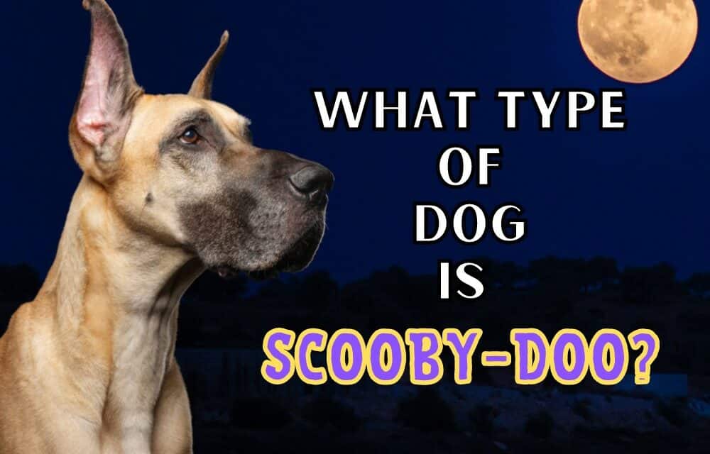 What Type Of Dog Is Scooby-Doo?