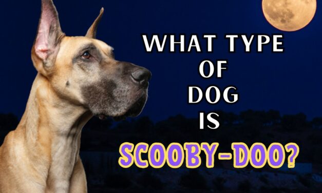 What Type Of Dog Is Scooby-Doo?