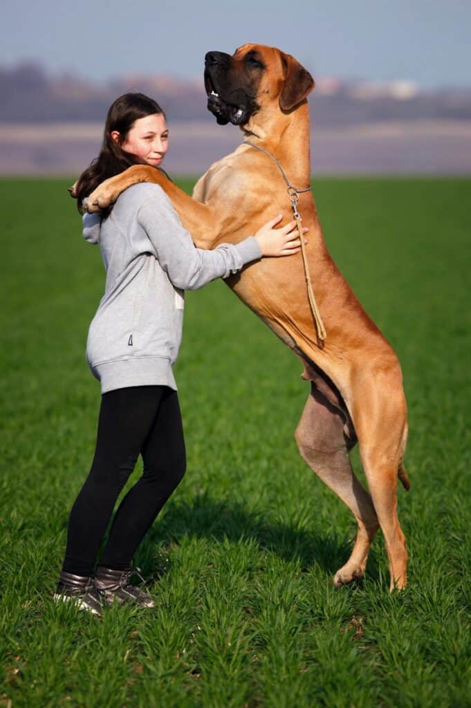 Woman with a large great dane