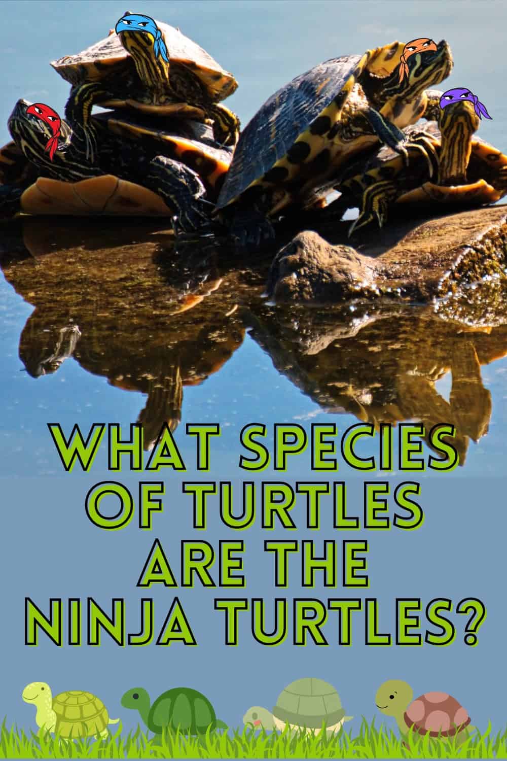 The Teenage Mutant Ninja Turtles are all red-eared slider turtles