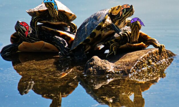 What Species Of Turtles Are The Teenage Mutant Ninja Turtles?